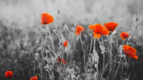 ShadowBattalion: A 'personal connection' with Anzacs
