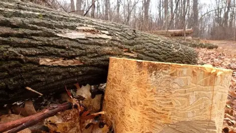 Bark-stripper incident highlights challenges with imported machinery