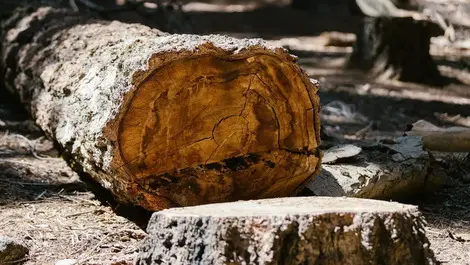 Tree feller’s ‘dismissive attitude’ put motorists at risk
