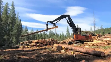 Forestry worker dead after being put at risk by ‘uncommon’ method