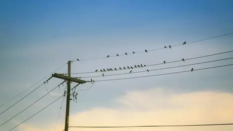 Companies sentenced for working unsafely near powerlines